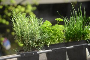 Gartenkräuter in Köln Stauden